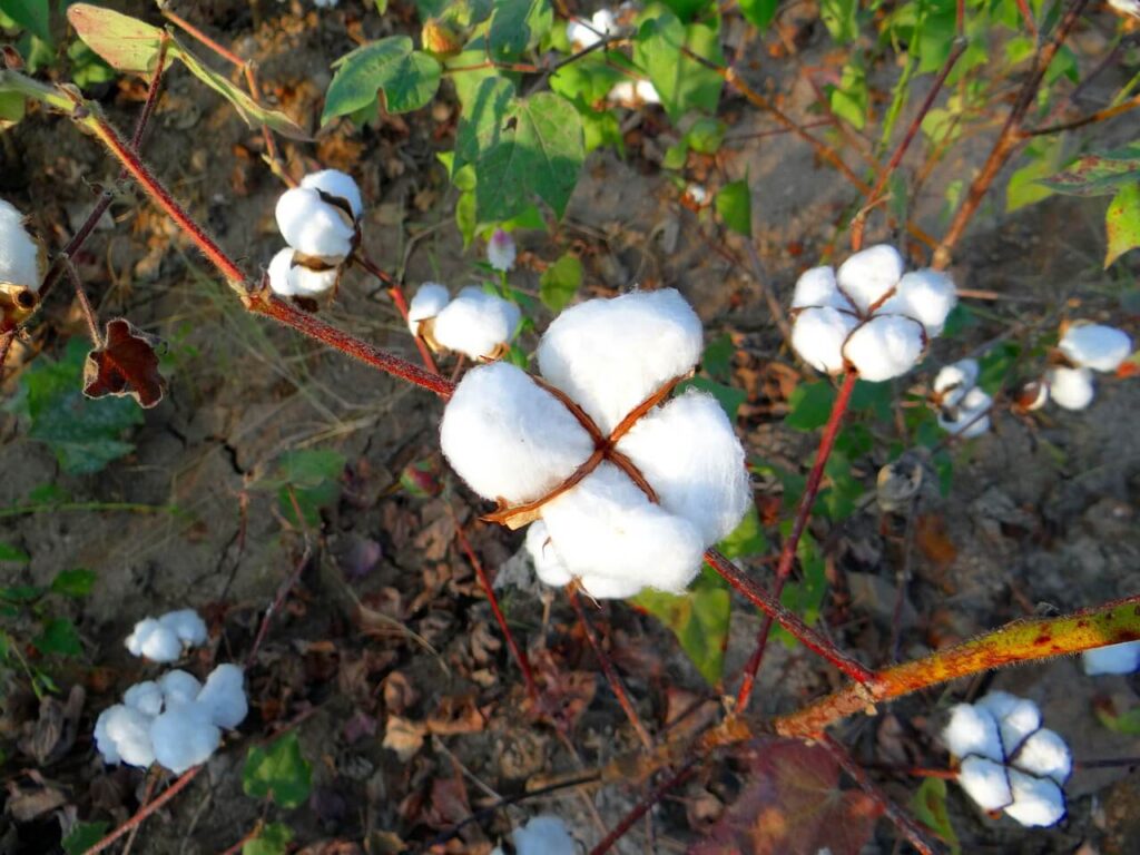 cotone organico bio Cotton vs organic cotton?